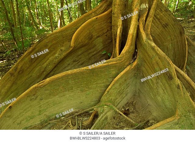 Argydendron spec. Argydendron spec., buttress roots, Australia, Queensland, Daintree National Park, Wet Tropics World Heritage Area