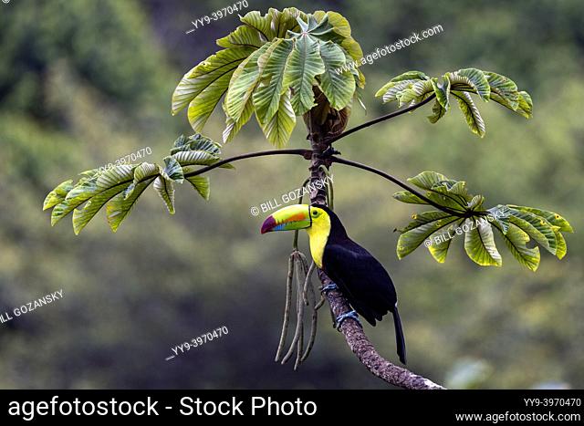 Keel-billed toucan (Ramphastos sulfuratus) - La Laguna del Lagarto Eco-Lodge, Boca Tapada, Costa Rica