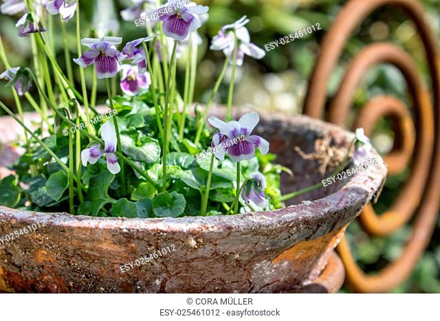 Garden decoration with purple horned violets