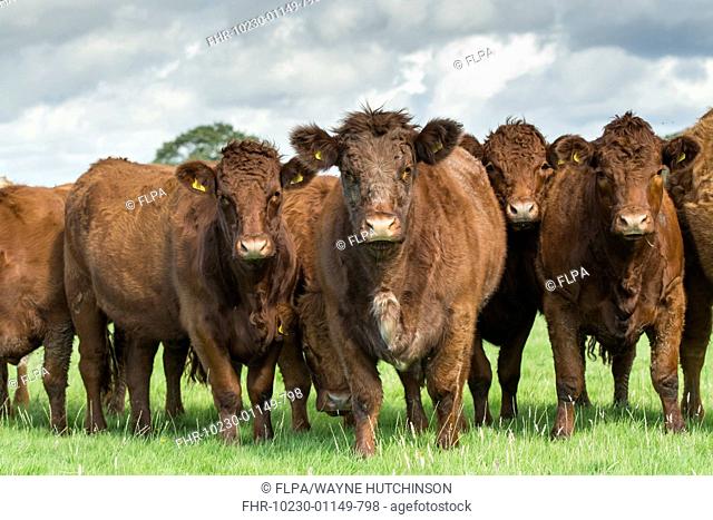 Domestic Cattle, Luing, herd standing in pasture, Knowsley, Merseyside, England, August