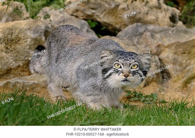 Pallas's Cat Felis manul adult standing, summer coat