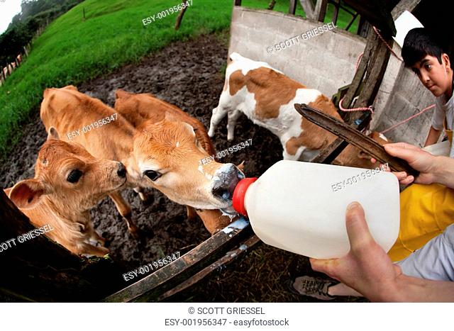 Feeding hungry calves on Costa Rican farm