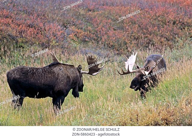 Elchschaufler beim spielerischen Kampf in der Tundra - (Alaska-Elch) / Bull Moose playfully fighting in the tundra - (Alaska Moose) / Alces alces - Alces alces...