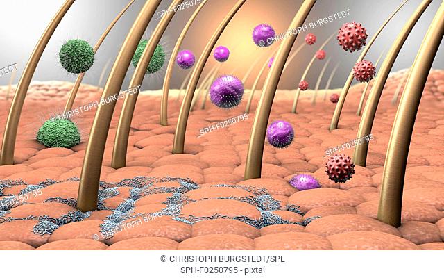 Bacteria and viruses on human skin, illustration