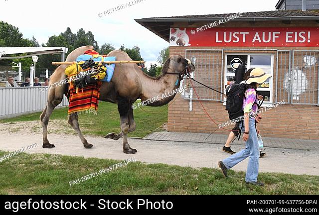 01 July 2020, Mecklenburg-Western Pomerania, Ueckermünde: Sebastien Arz and Alice Fiorzak are hiking with a camel through Ueckermünde