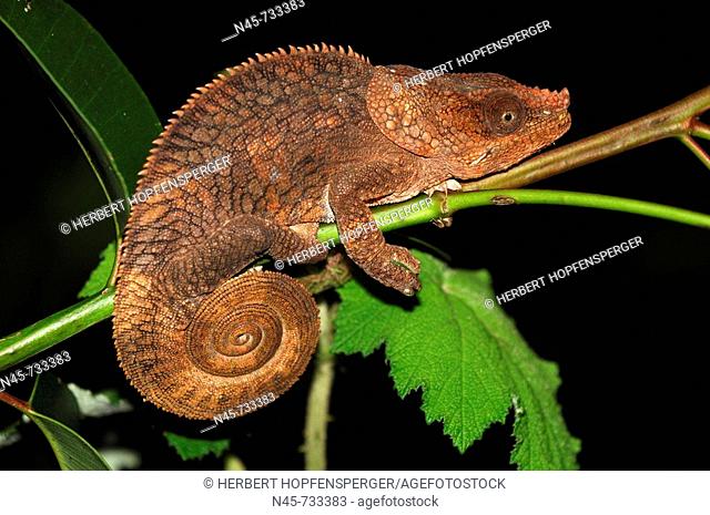Short-horned or Elephant-eared chameleon (Calumma brevicorne), female