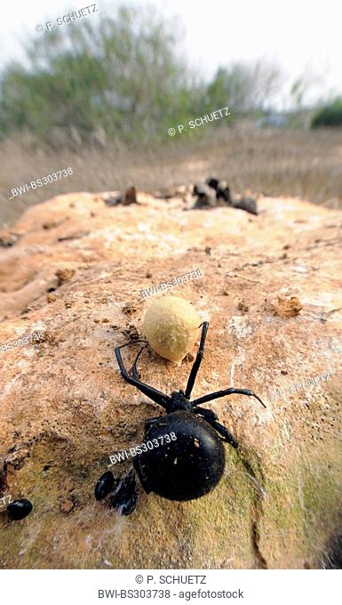 European black widow, southern black widow, Mediterranean black widow, malmignatte spider, karakurt (Latrodectus tredecimguttatus, Latrodectus lugubris)