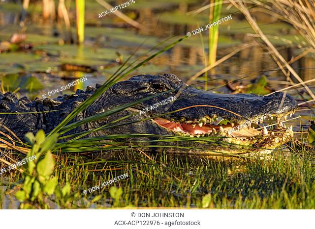 American alligator, basking, St. Marks NWR, Florida, USA