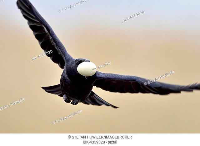 Rook (Corvus frugilegus) flying with stolen egg from a nest of an Eurasian Coot (Fulica atra), Canton of Neuchâtel, Switzerland