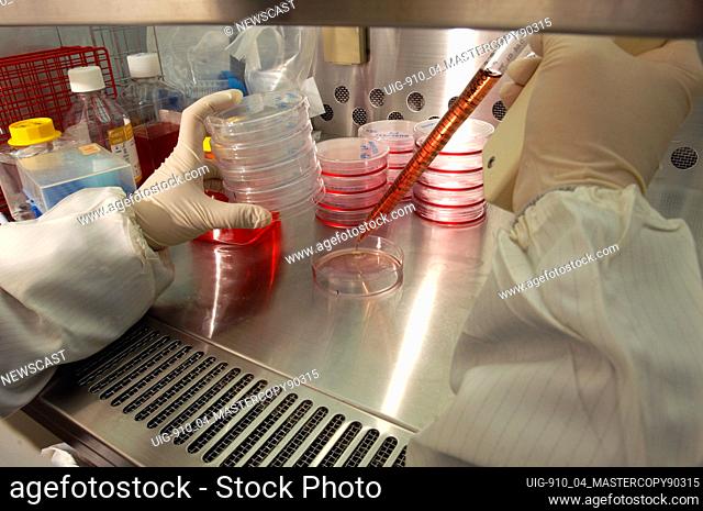 A technician in a germ-free laboratory using an electronic pipette to transfer fibroblast cells into petri dishes before they are placed into an incubator at 37...