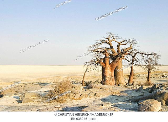 Baobabs or Adansonia digitata on Kubu Island (Lekubu) in the south west of Sowa Pan, Makgadikgadi pans, Botswana, Africa