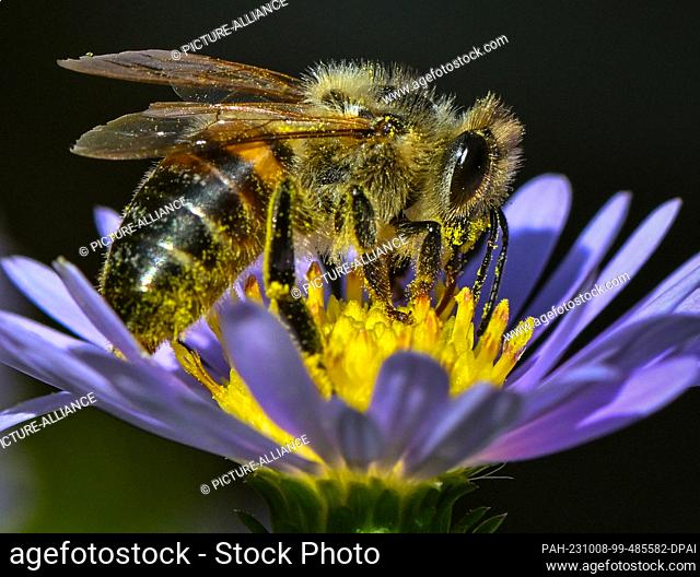 08 October 2023, Brandenburg, Sieversdorf: A honey bee forages for nectar on a blooming autumn aster in the midday sun. Photo: Patrick Pleul/dpa