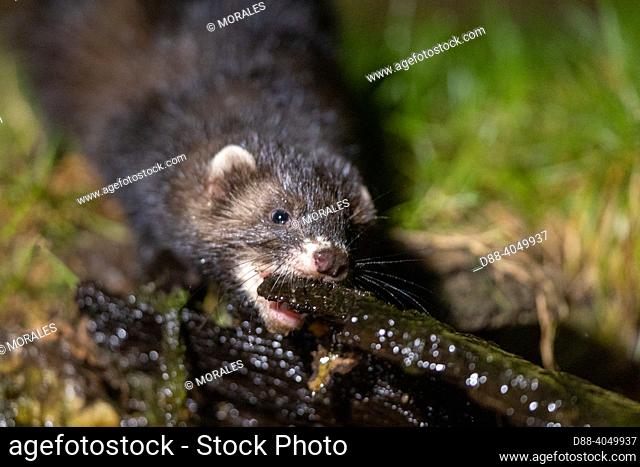 France, Brittany, Ille et Vilaine), European polecat (Mustela putorius), drinking from a pond