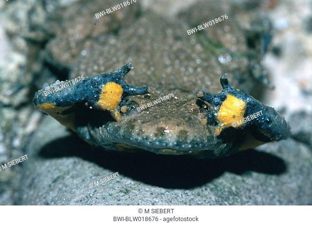 yellow-bellied toad, yellowbelly toad, variegated fire-toad Bombina variegata, Jul 98