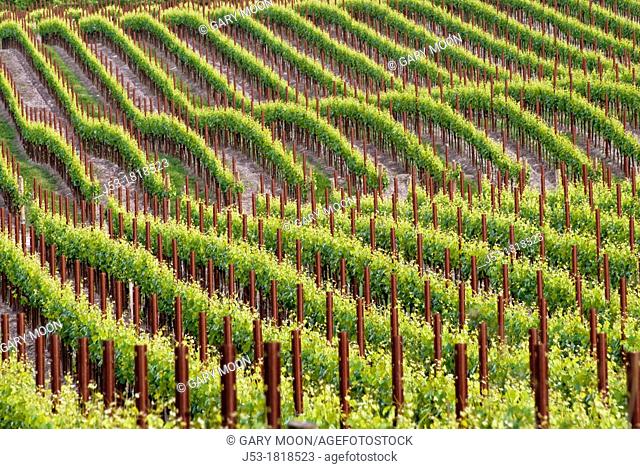 Rows of grapevines in vineyard, Sonoma County, California