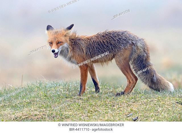 Red fox (Vulpes vulpes), Varanger, Norway