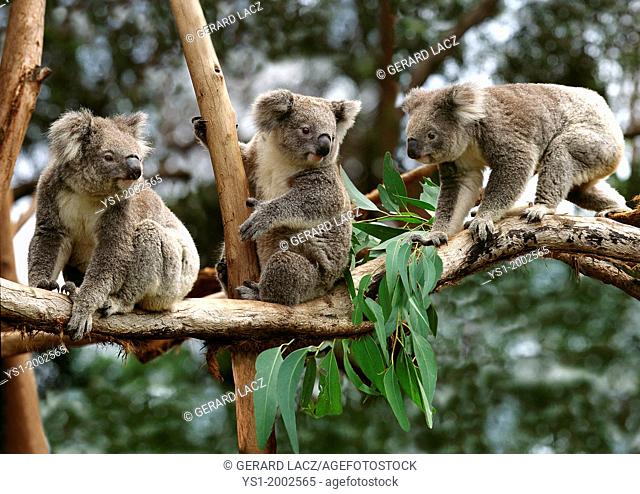 Koala, phascolarctos cinereus, Group sitting on Branch, Australia