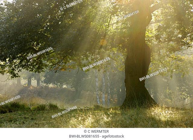 sun beams in oak forest, Diersforter Wald, Germany, North Rhine-Westphalia