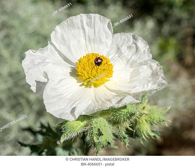 Prickly Poppy (Argemone sp.), Great Basin National Park, Nevada, United States