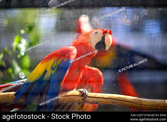 19 July 2022, Saxony-Anhalt, Magdeburg: A bright red macaw sits wet-feathered under a spray of water trickling through the bars of the aviary at Magdeburg Zoo