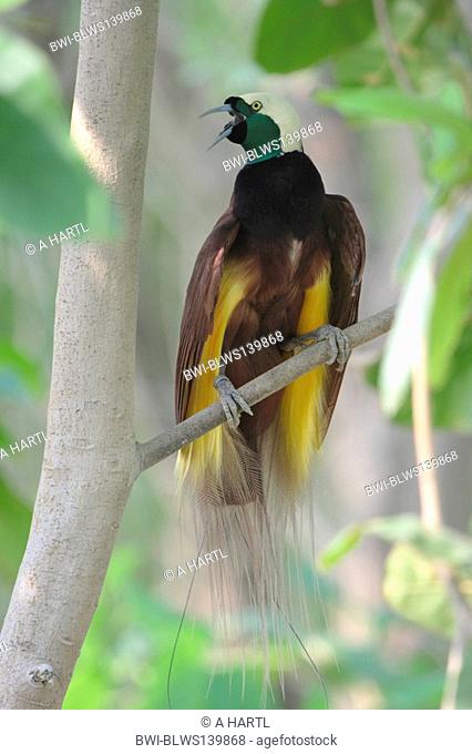 emporer of germany bird of paradise Paradisaea guilielmi, calling, front view