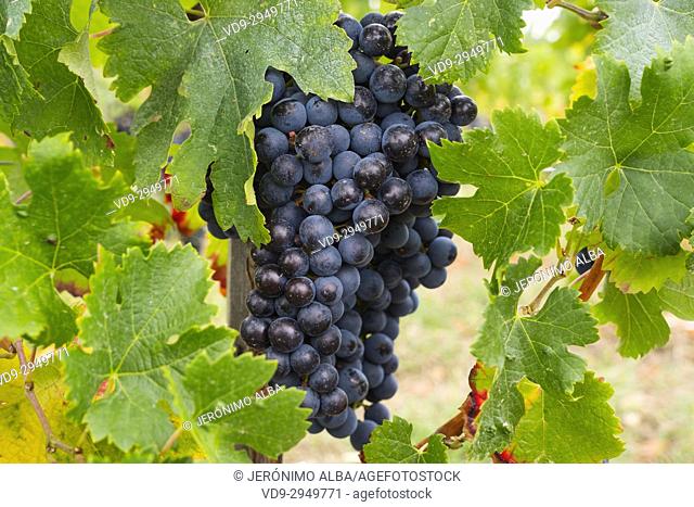 Vineyards. Pomerol. Bordeaux wine region. Aquitaine Region, Gironde Department. France Europe