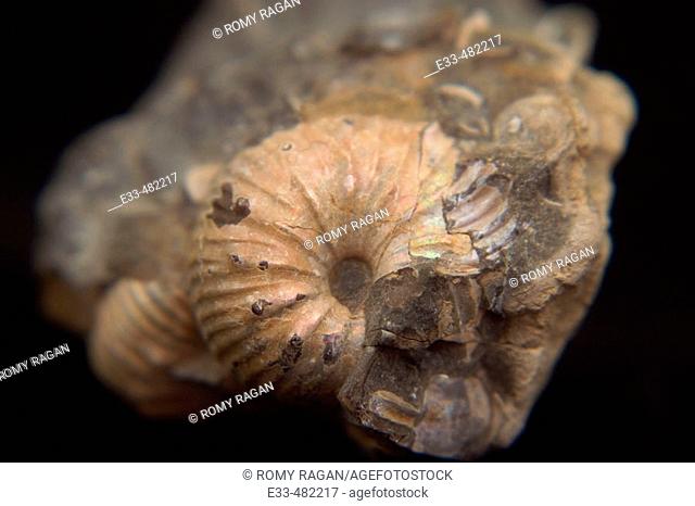Small ammonite fossil in rock matrix