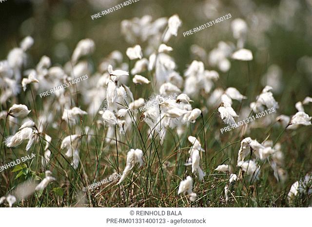 Common Cottongras, Eriophorum angustifolium