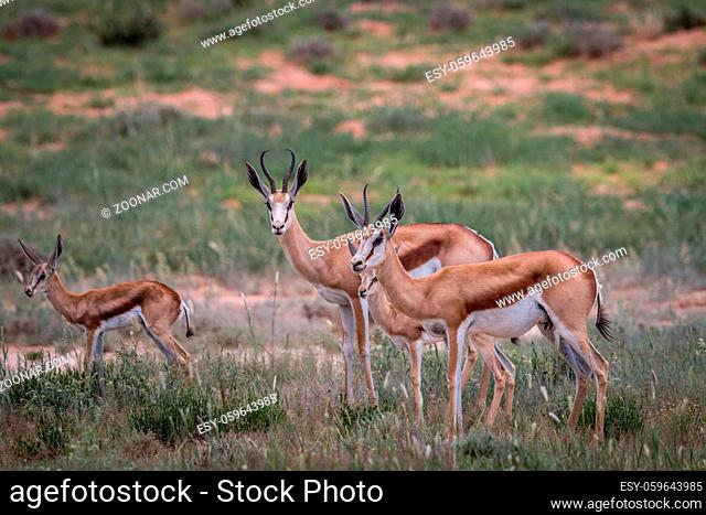 Herd of Springbok starring in the Kgalagadi Transfrontier Park, South Africa