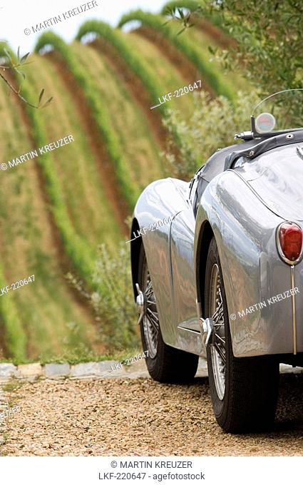 Detail of a silvery car in front of vines on the vineyard Tokara, Helshoogte Pass, Simonsberg Mountains, South Africa, Africa