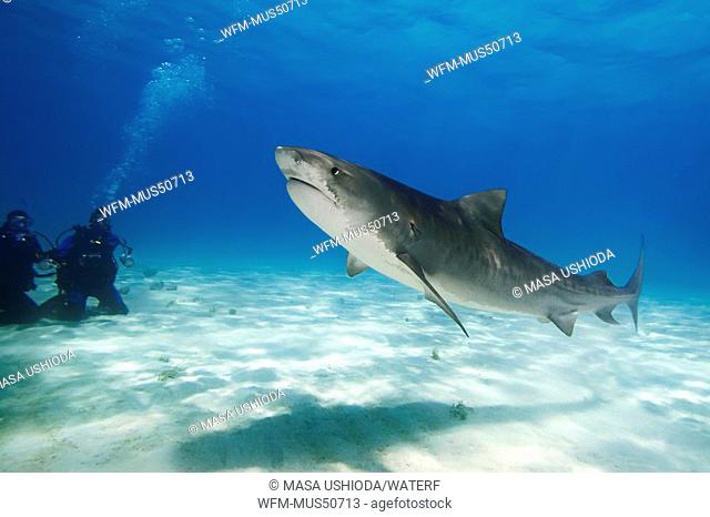Tiger Shark with Diver, Galeocerdo cuvier, Atlantic Ocean, Bahamas