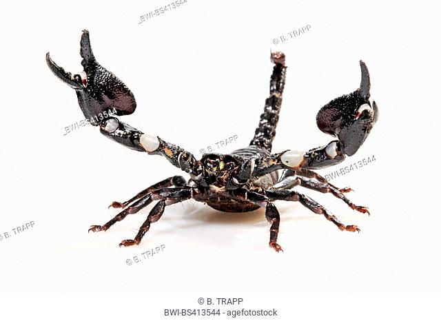 Asean scorpion (Heterometrus mysorensis), in defence posture, cut-out