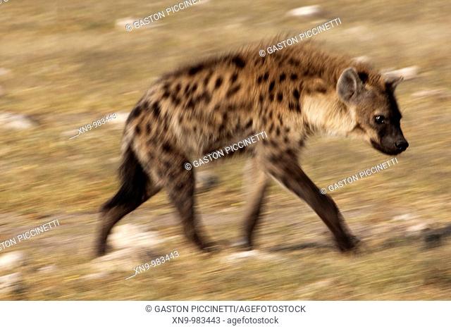 Spotted hyaena Crocuta crocuta, Etosha National Park, Namibia