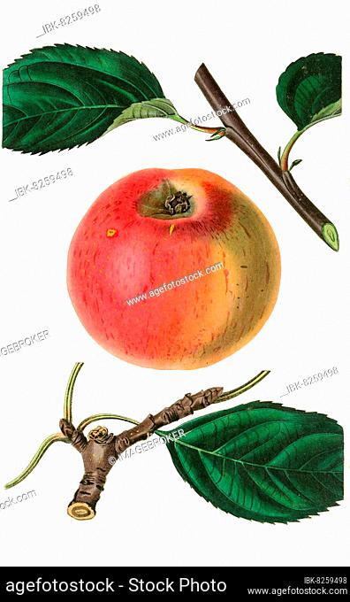 Rotgoldene Renette, Apfelsorte, Apfel, digitale Reproduktion einer Originalvorlage aus dem 19. Jahrhundert, Originaldatum nicht bekannt