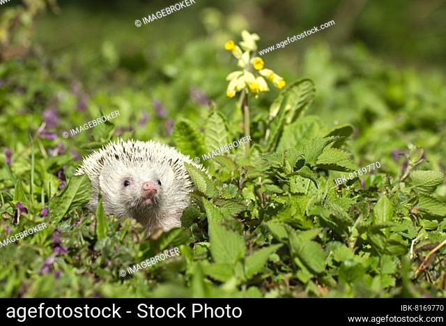 European Hedgehog (Erinaceus europaeus) albino, adult amongst springtime flowers, Suffolk, England, United Kingdom, Europe