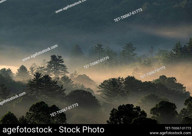 Estados Unidos, Georgia, Blue Ridge Mountains, niebla al amanecer en Blue Ridge Mountains