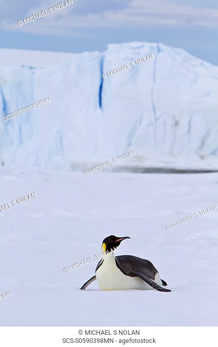 Adult emperor penguin Aptenodytes forsteri on sea ice near Snow Hill Island in the Weddell Sea, Antarctica MORE INFO The emperor is the tallest and heaviest of...