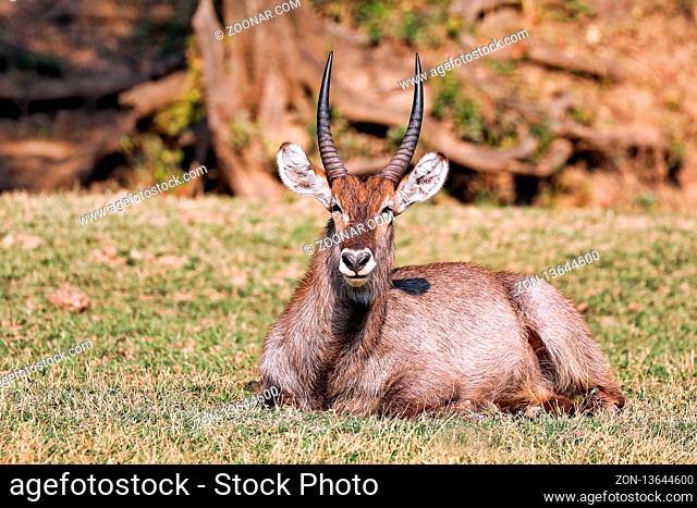 Wasserbock, South Luangwa NP, Sambia, (Kobus ellipsiprymnus) | Waterbuck, South Luangwa NP, Zambia, (Kobus ellipsiprymnus)