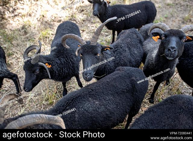Illustration picture shows Hebridean sheep, in Brakel, Tuesday 15 August 2023. The municipality of Brakel decided to use Hebridean sheep to get Japanese...