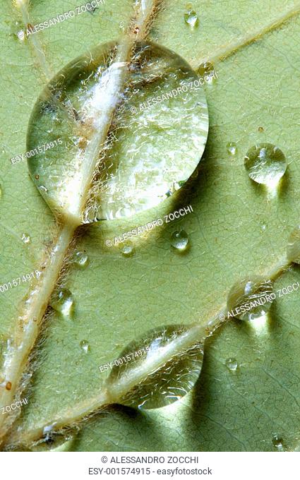 Dew drops on back of a green leaf