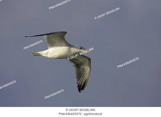 Herring Gull Larus argentatus - Mokbaai, De Petten, Texel, Wadden islands, North Holland, The Netherlands, Holland, Europe