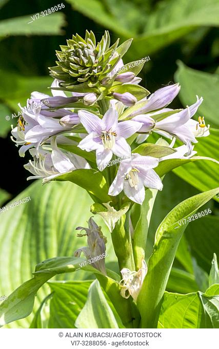 Plantain Lily / Hosta plantaginea