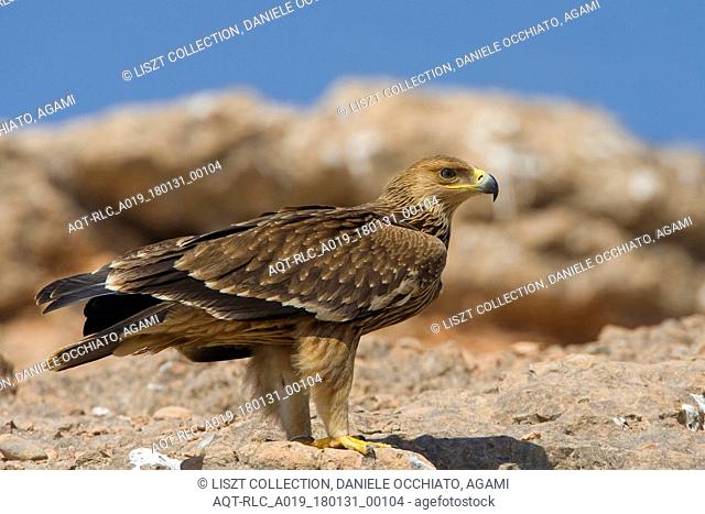 Juvenile Asian Imperial Eagle on the ground