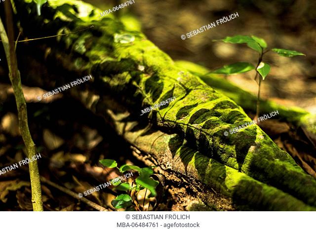 Shades of a tropical jungle plant on a thick mossyn root. Recorded during a trekking tour in the Genung Leuser national park, Sumatra / Indonesia