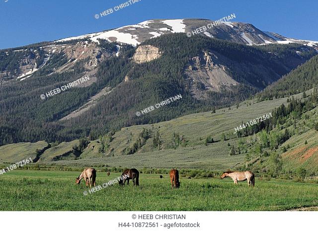 Horses on meadow, Red Rock Ranch, Guest Ranch, Bridger-Teton Wilderness, nature, Kelly, Wyoming, USA