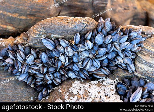 Group of Wild mussels on rock growing naturally on beach rock at low tide. Mytilus edulis
