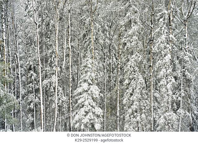 Conifer trees with wet snow in early September, Alaska Highway near Pink Mountain, British Columbia, Canada