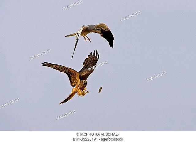 montague's harrier (Circus pygargus), two birds in an aerial fight for a feed animal thrown into the air, Spain, Extremadura