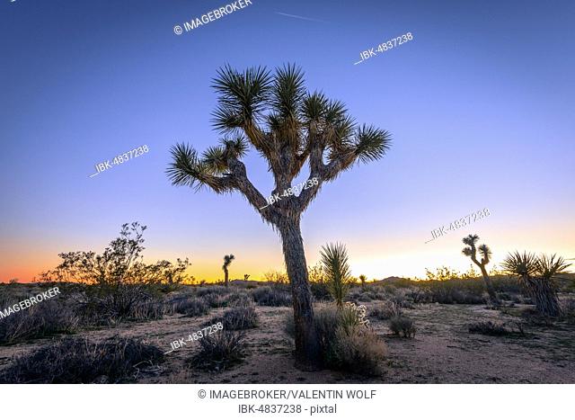 Desert Landscape, Joshua Trees (Yucca brevifolia) at sunset, White Tank Campground, Joshua Tree National Park, Desert Center, California, USA, North America