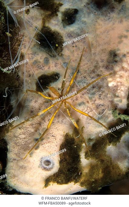 Sea spider, Ammothea clausi, Antarctic Peninsula, Antarctica